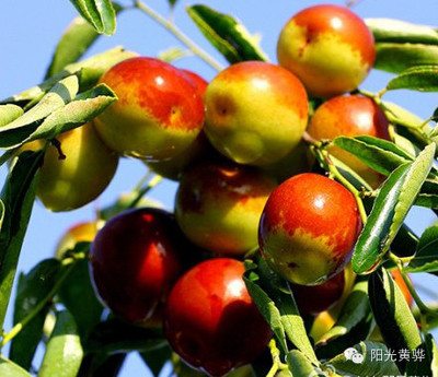國慶節來黃驊這十幾種美食千萬別錯過!_美食_網