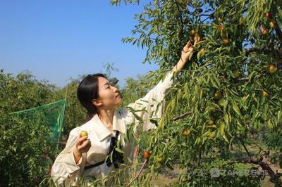 迎佳節慶豐收 黃驊冬棗開園采摘活動開幕