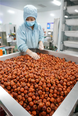 河北黃驊:冬棗深加工 延伸產業鏈