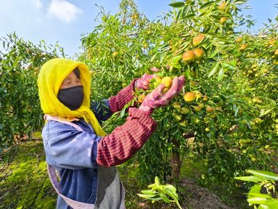 黃驊港海關(guān)助力黃驊冬棗開拓國際市場(chǎng)