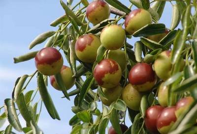 豐收時(shí)節(jié) 棗香滿園——滄州2019中國(guó)農(nóng)民豐收節(jié)暨黃驊冬棗節(jié)即將盛大開(kāi)幕