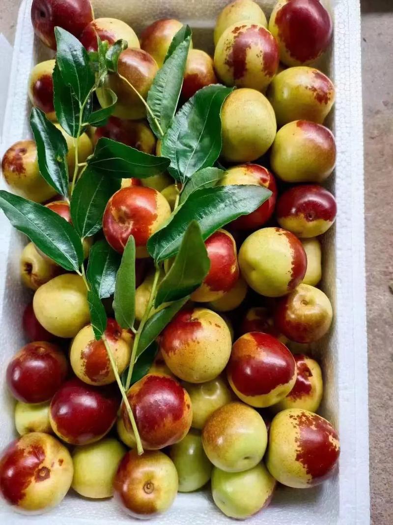 黃驊冬棗 自然饋贈，甜美健康，等您下單