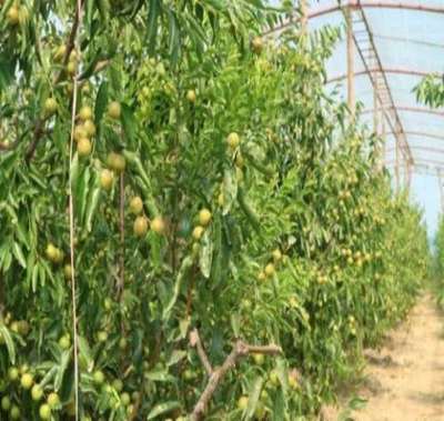 富平縣澤瑞源冬棗種植專業合作社 黃驊冬棗的綠色典范