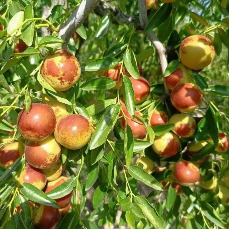 河北黃驊冬棗 雨前珍品，質(zhì)優(yōu)價(jià)美，批發(fā)首選
